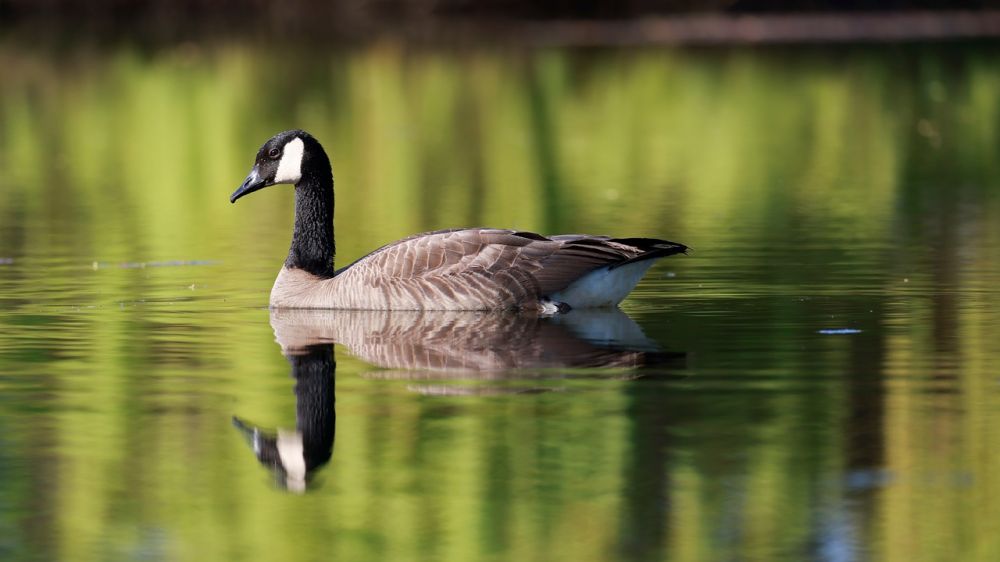 Hagedam som naturlig blikkfang i hagen
